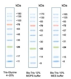 Peacock™ Prestained Protein Marker