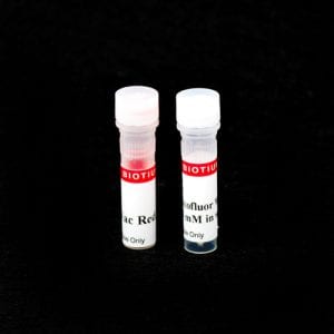 Yeast Vitality Staining Kit
