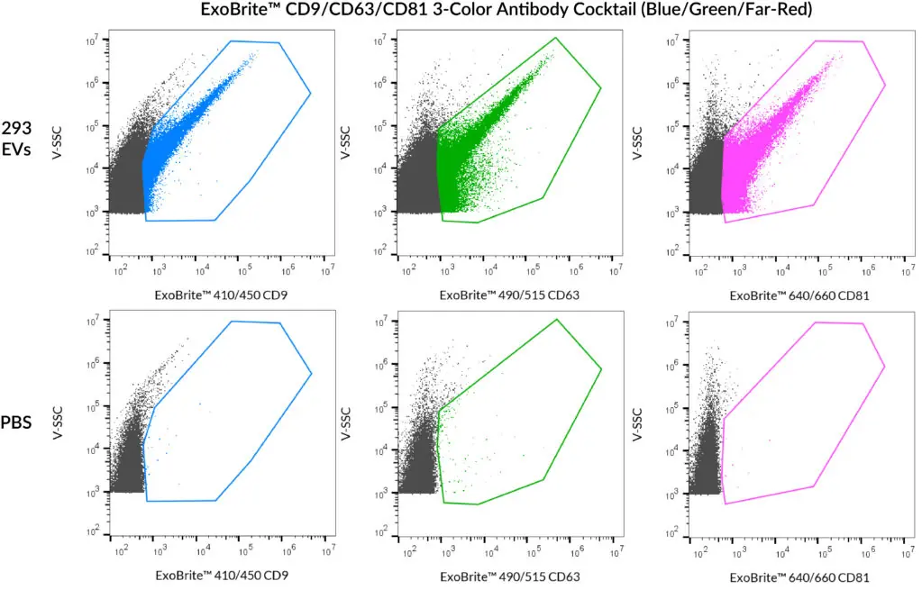 SEC-purified HEK 293-derived EVs stained with ExoBrite 3-color cocktail