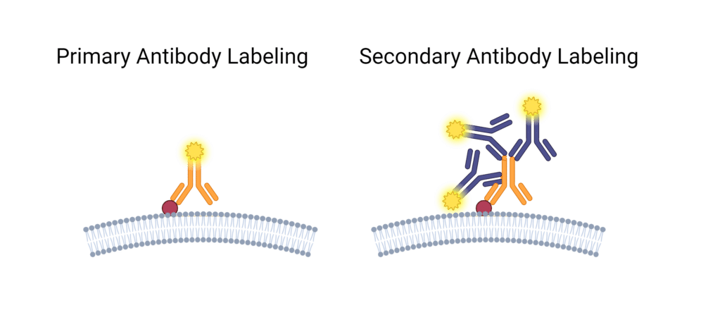 An image depicting primary antibody labeling and secondary antibody labeling. On the left, one primary antibody is shown binding to an antigen on a cell membrane. There is one fluorophore bound to the primary antibody. On the right, there is one primary antibody bound to an antigen on a cell membrane. There are three secondary antibodies bound to the primary antibody. Each of the secondary antibodies has a fluorophore bound to it, for a total of 3 fluorophores present in that scenario. 